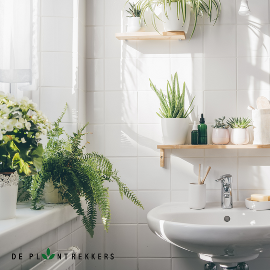 Badkamer met mooie groene planten