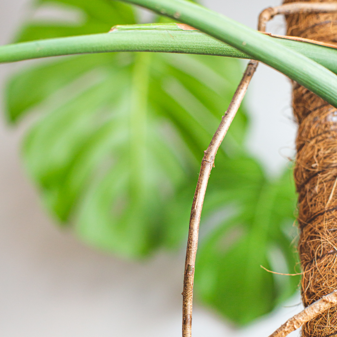 Wat doe je best met de luchtwortels van je Monstera?