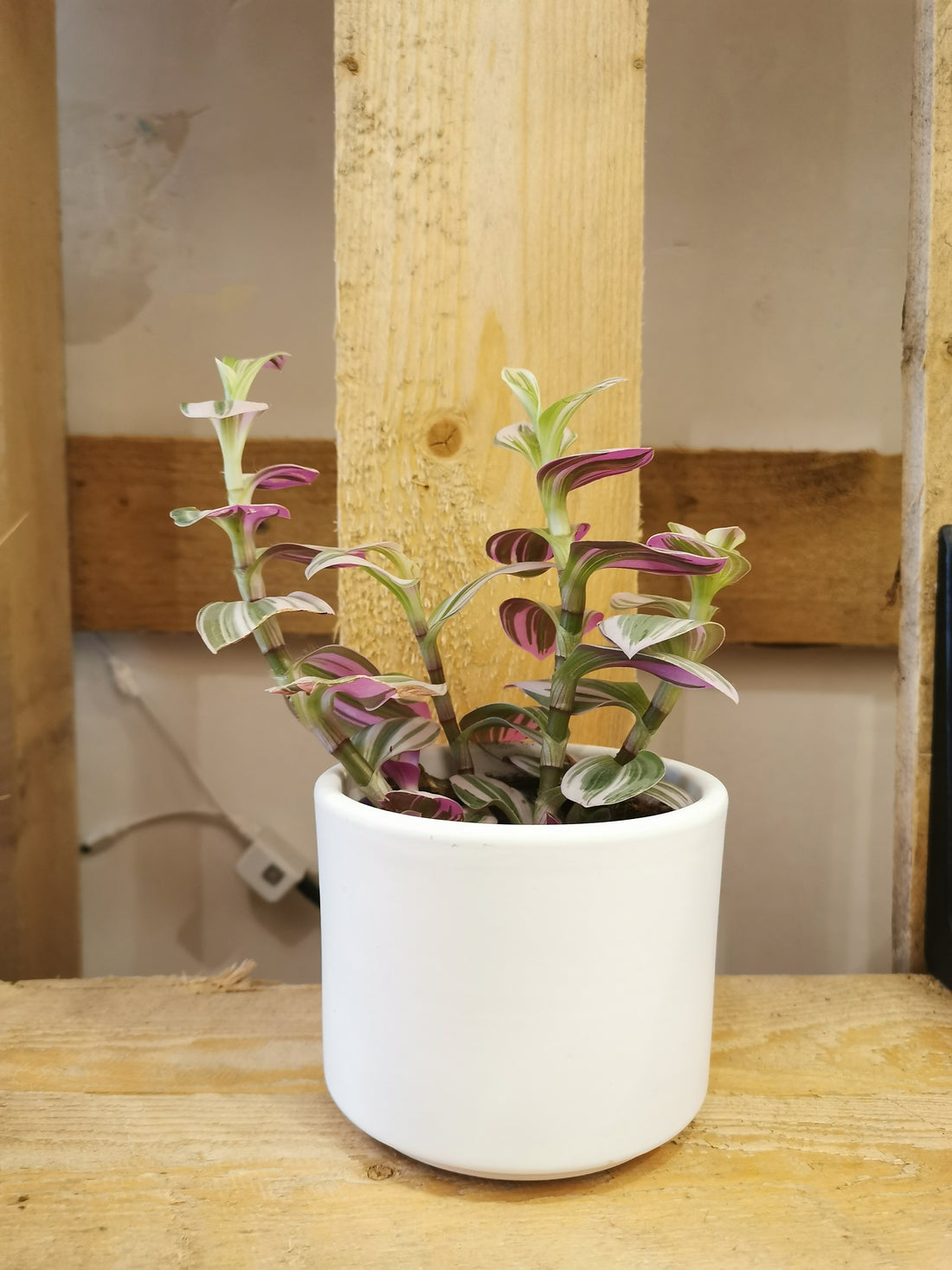 Planten verzorgen in de winter