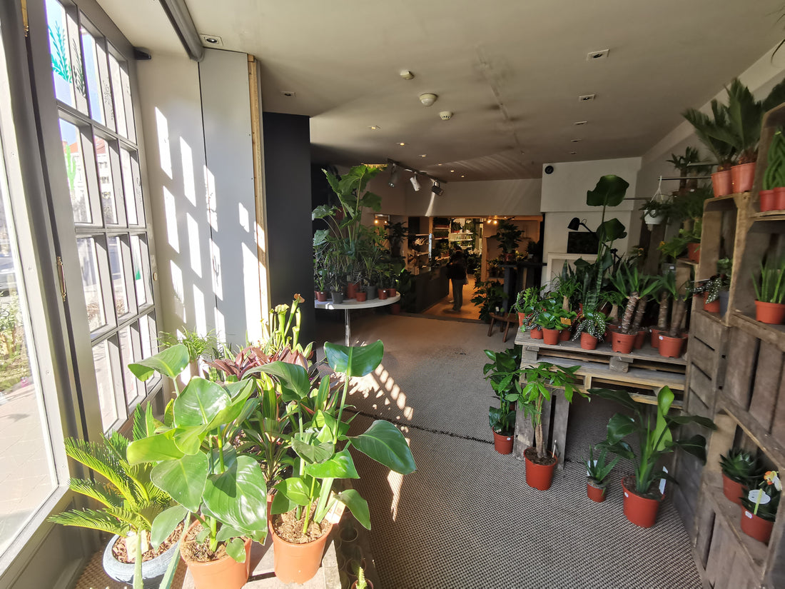 Zorgen Voor Jouw Planten In De Zomer