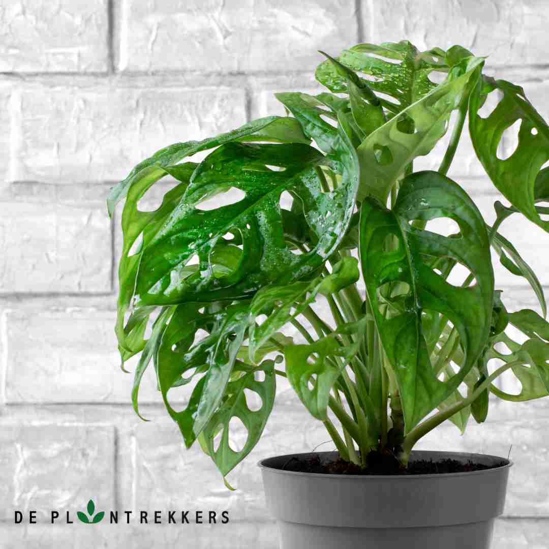 Monstera Monkey Mask stekken: Stap-voor-stap handleiding