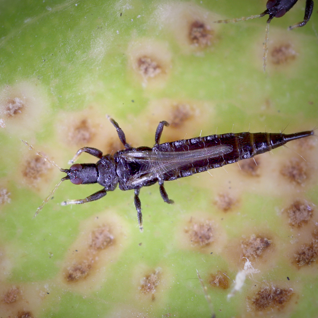 Er zitten thrips om mijn Monstera!