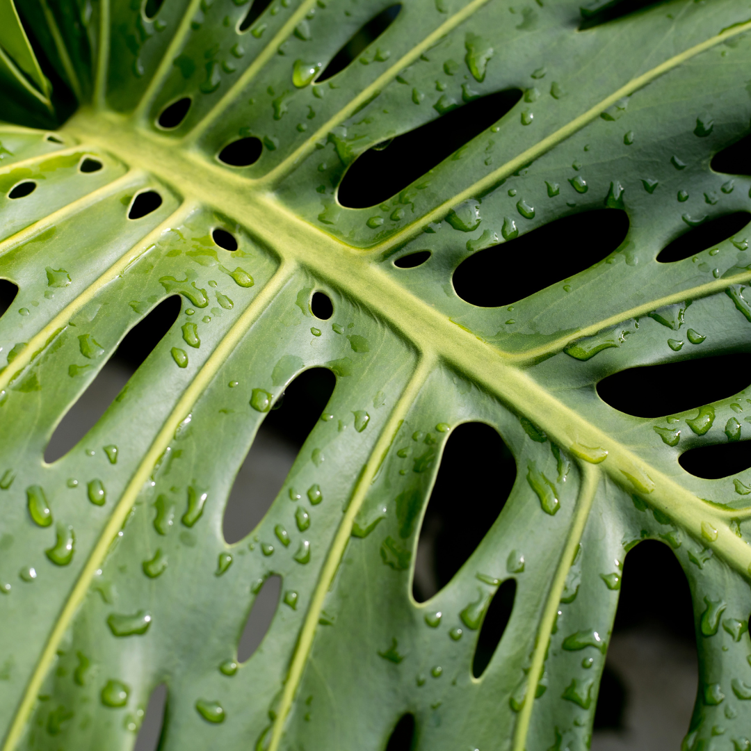 nat-monstera-blad-deliciosa-de-plantrekkers