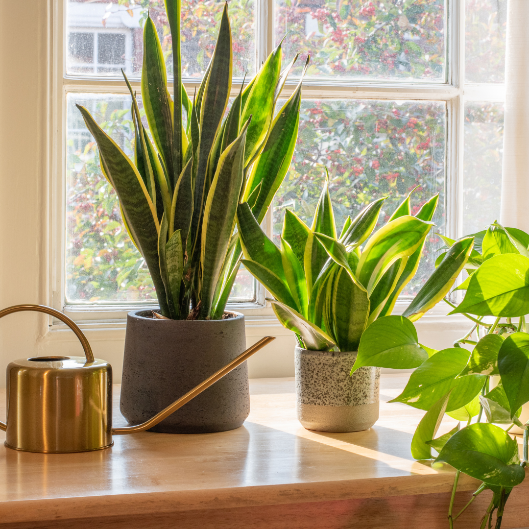 vensterbank-zon-sansevieria