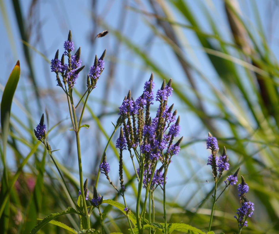 ijzerhard-groenblijvende-planten-winterhard-bloembak