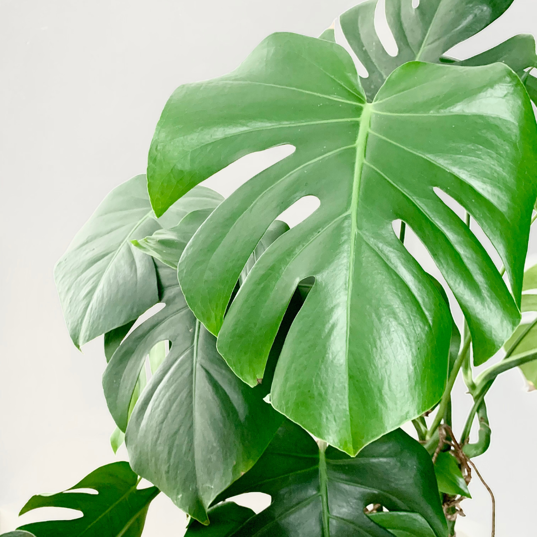 Hoeveel licht heeft een Monstera nodig?