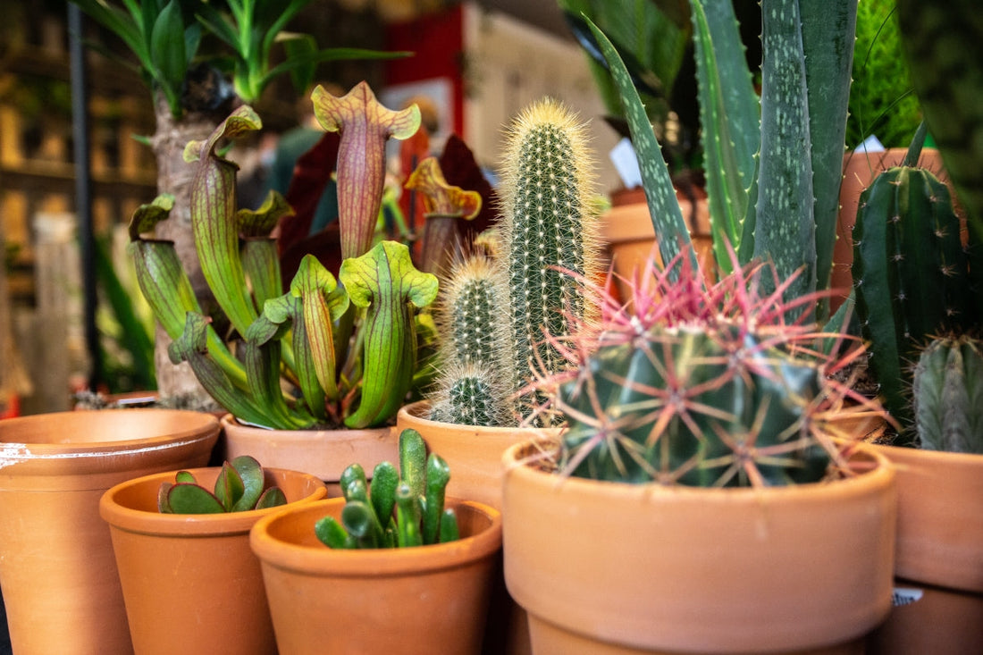 Help! Ik krijg zelfs mijn cactus dood!