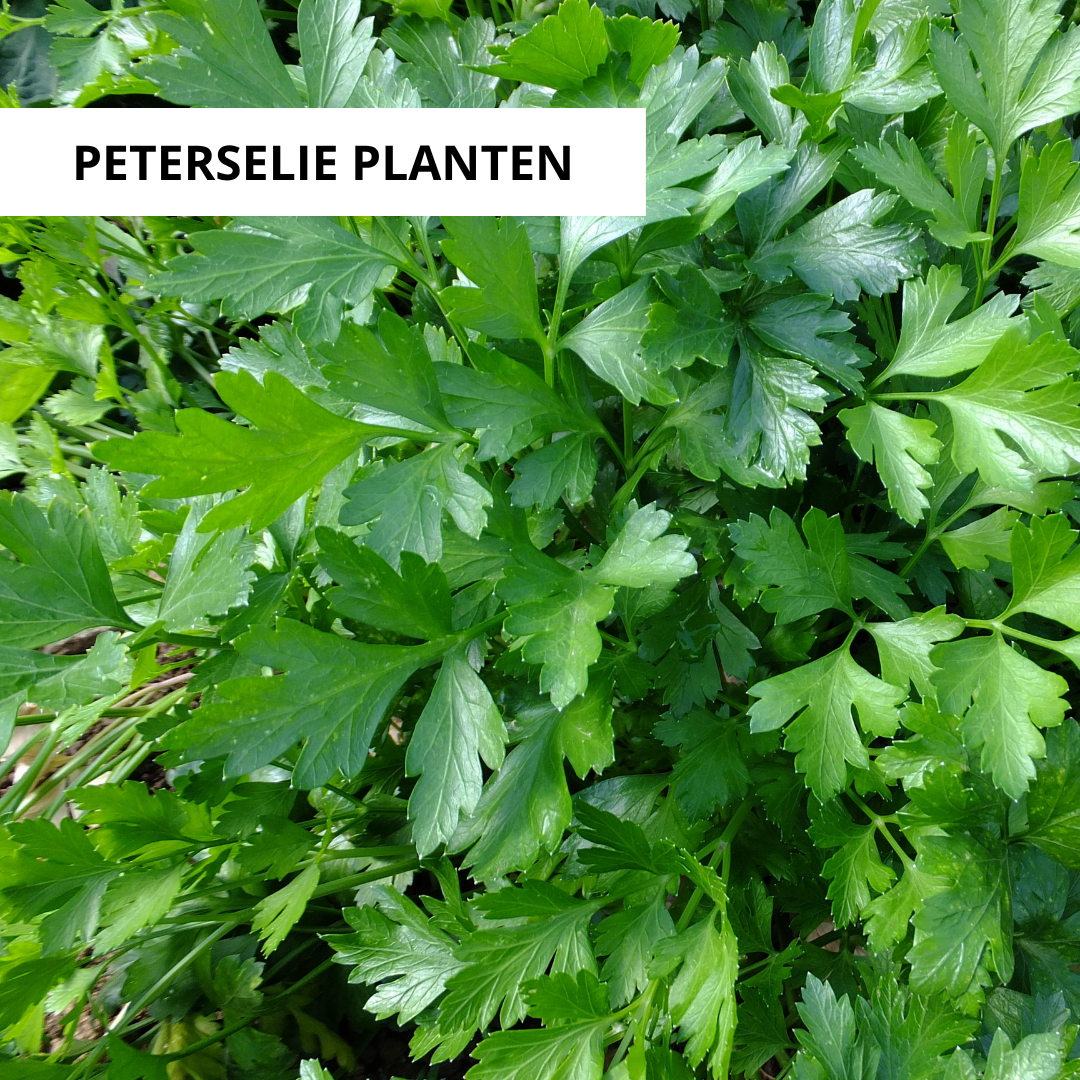 Wanneer Peterselie Planten?