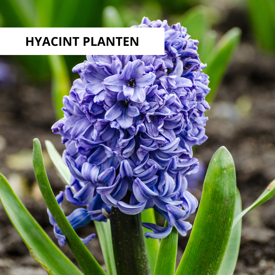 Wanneer Hyacinten Planten?