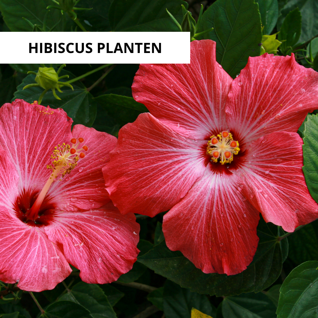 Wanneer Hibiscus Planten?
