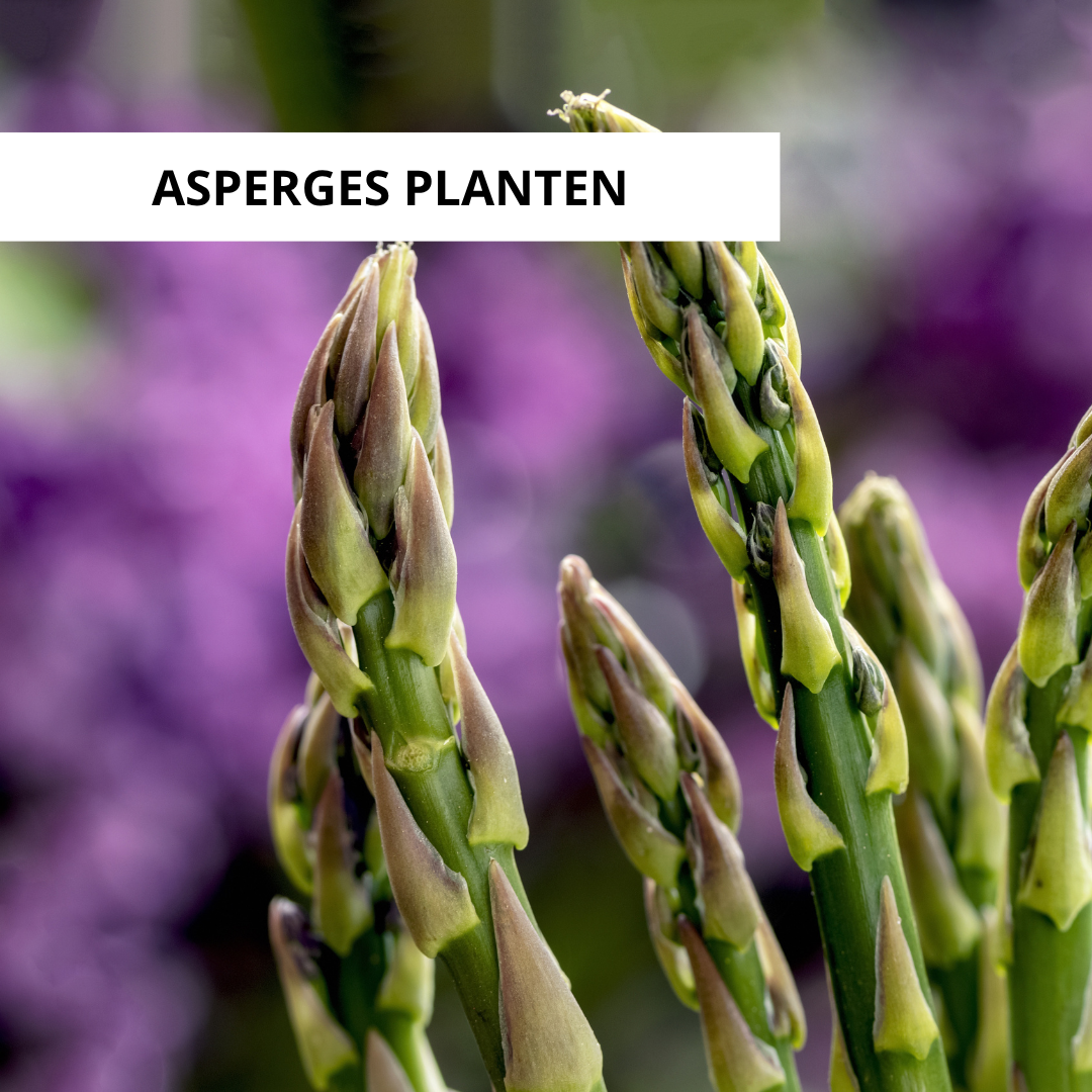 Wanneer Groene Asperges Planten?