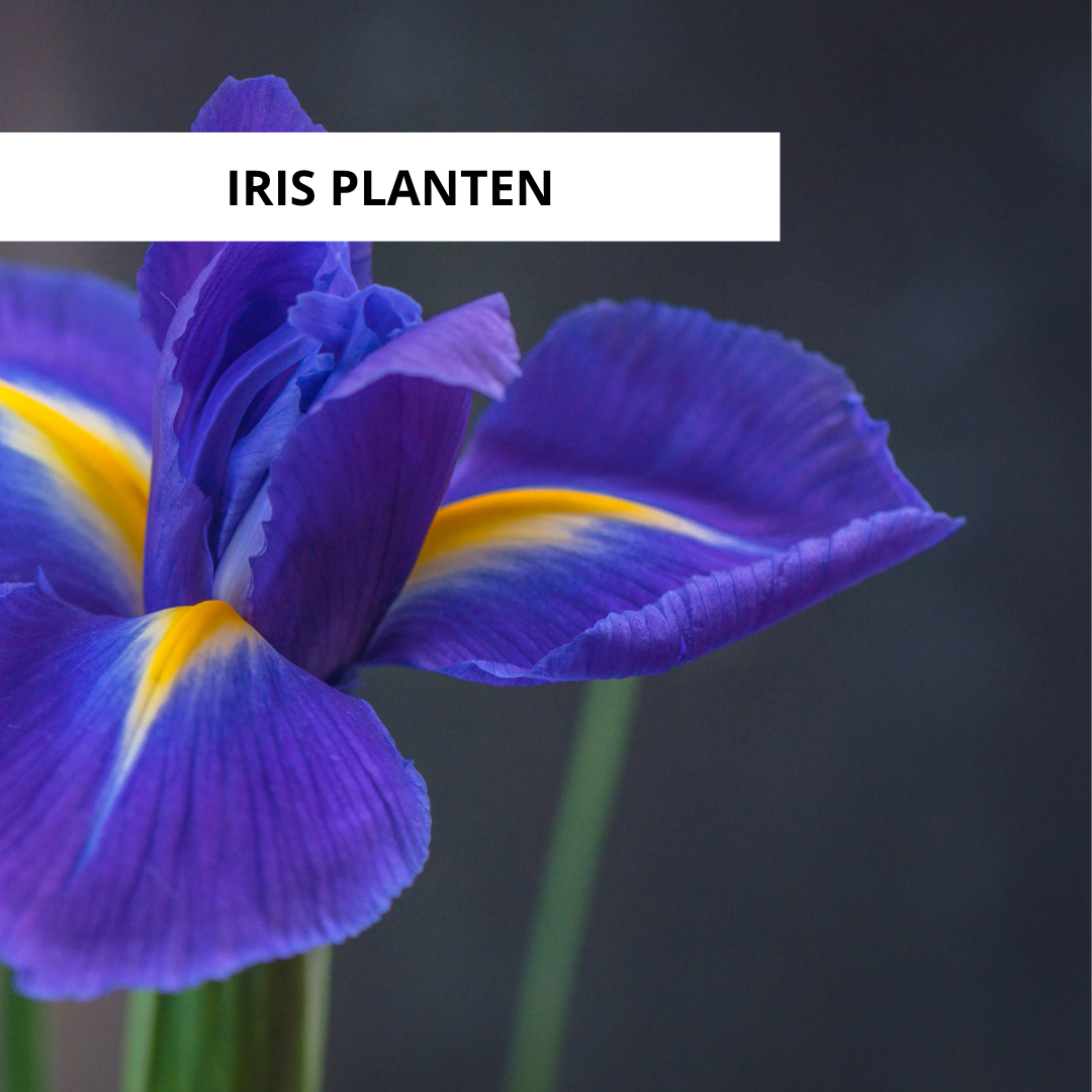 Wanneer Irissen Planten?