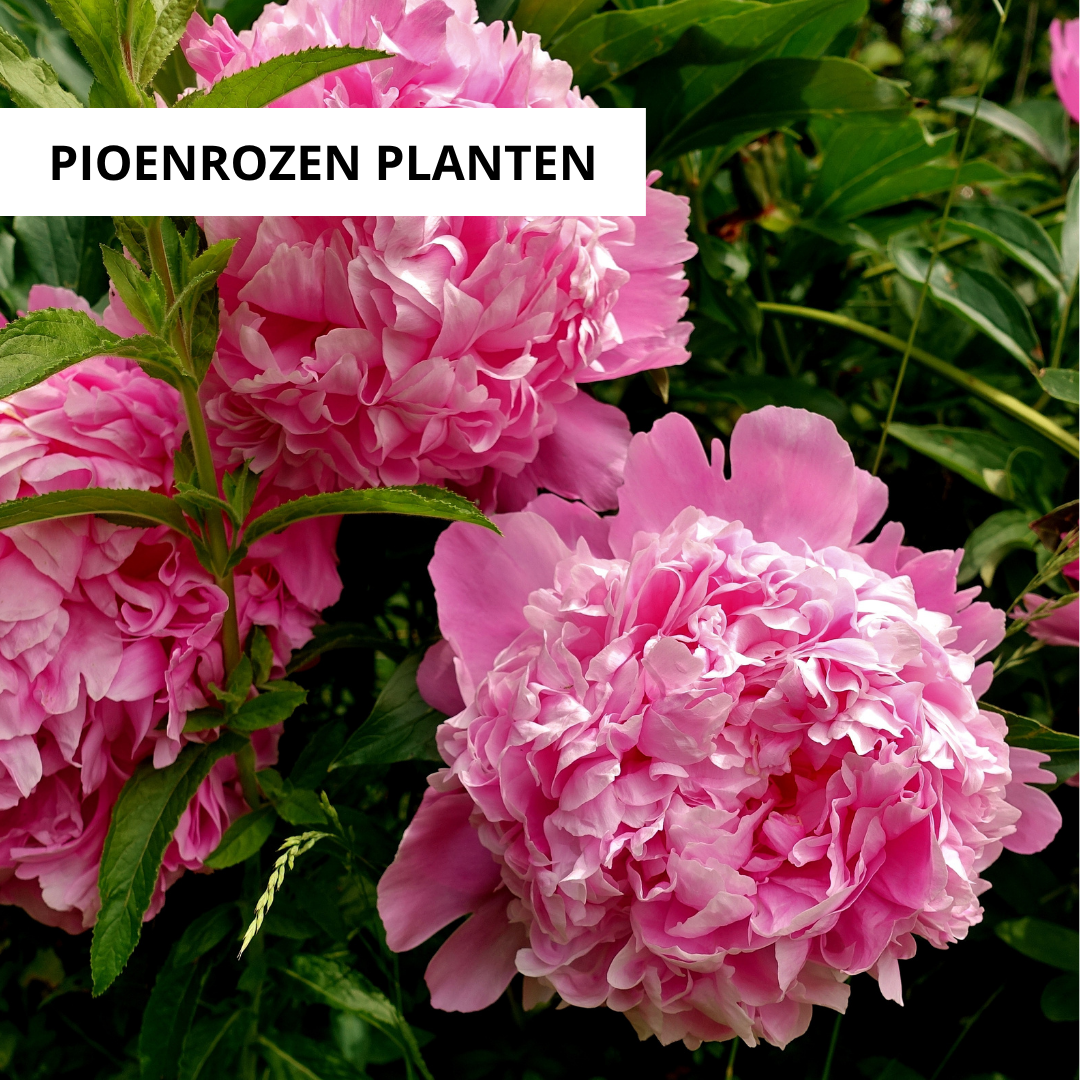 Wanneer Pioenrozen Planten?