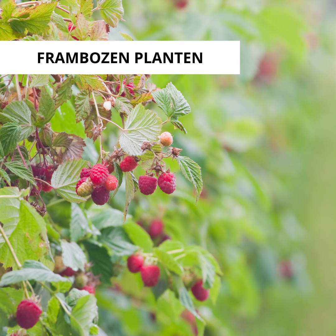 Wanneer Frambozen Planten?