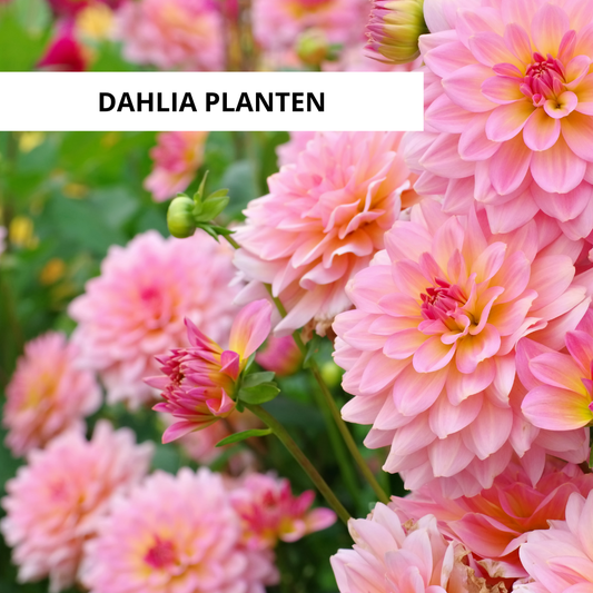 Wanneer Dahlia's Planten?