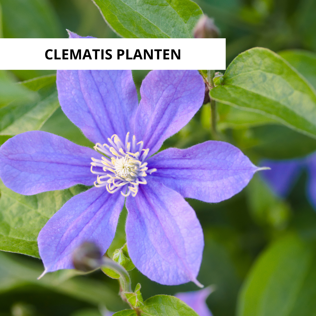 Wanneer Clematis Planten?