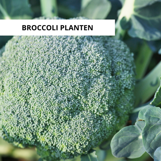 Wanneer Broccoli Planten?