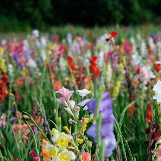 Wanneer Gladiolen Planten?