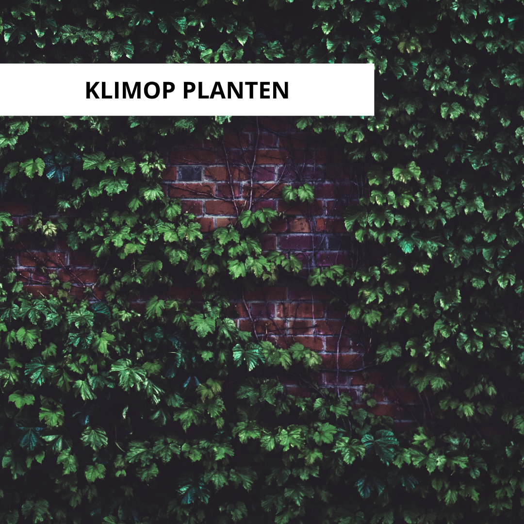 Wanneer Klimop Planten?
