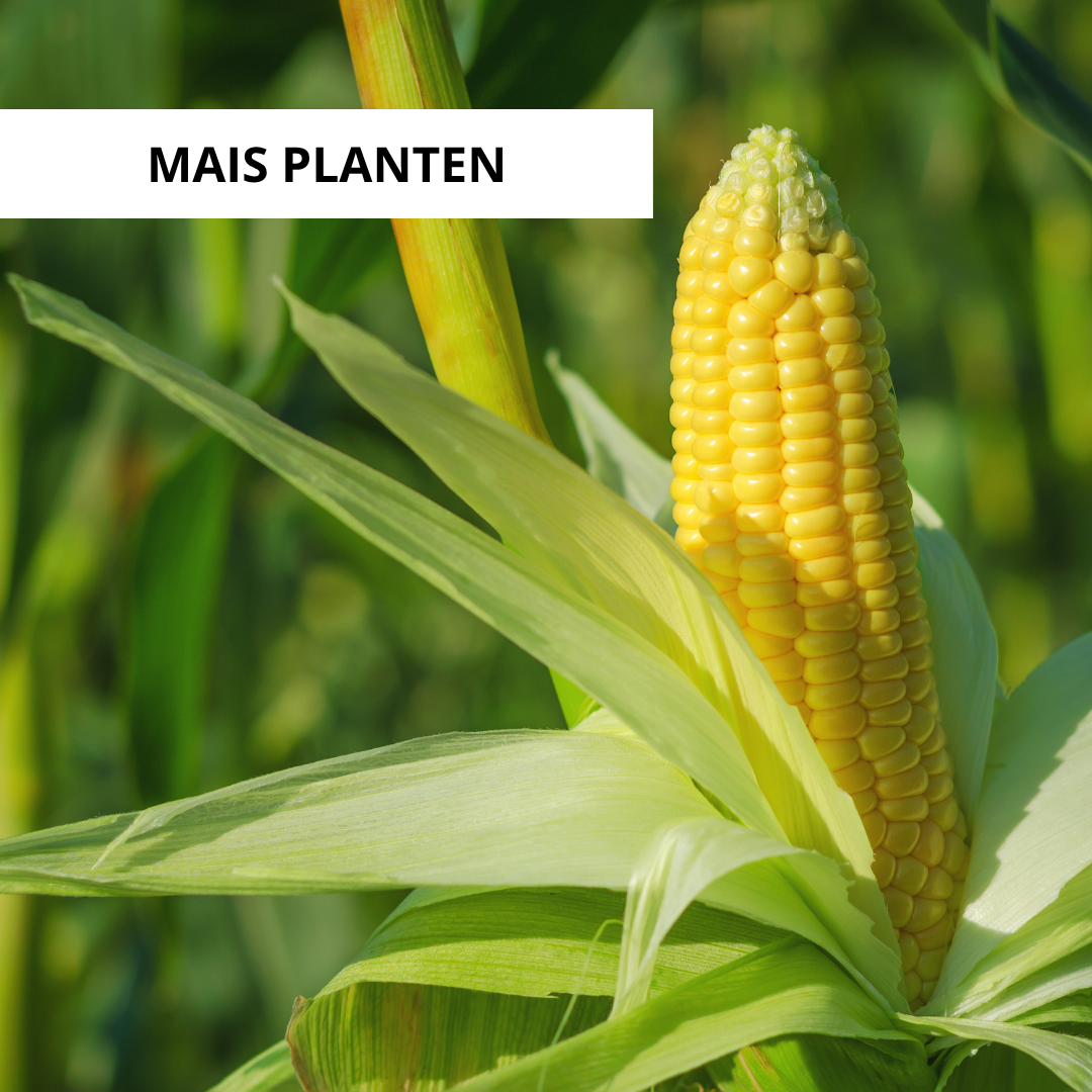 Wanneer Mais Planten?