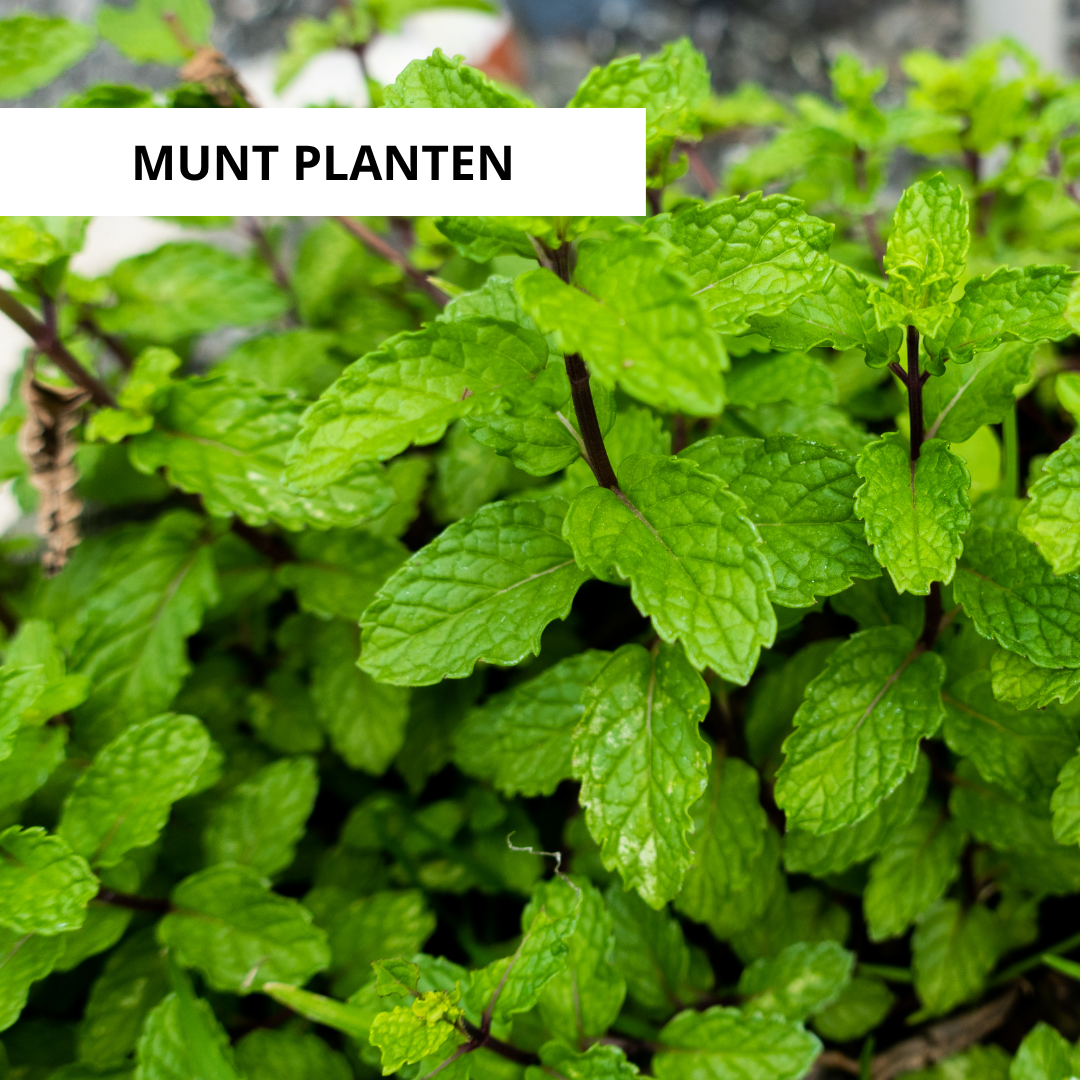 Wanneer Munt Planten?