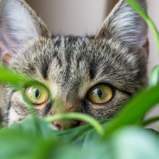 Kat tussen de bladeren van een kamerplant