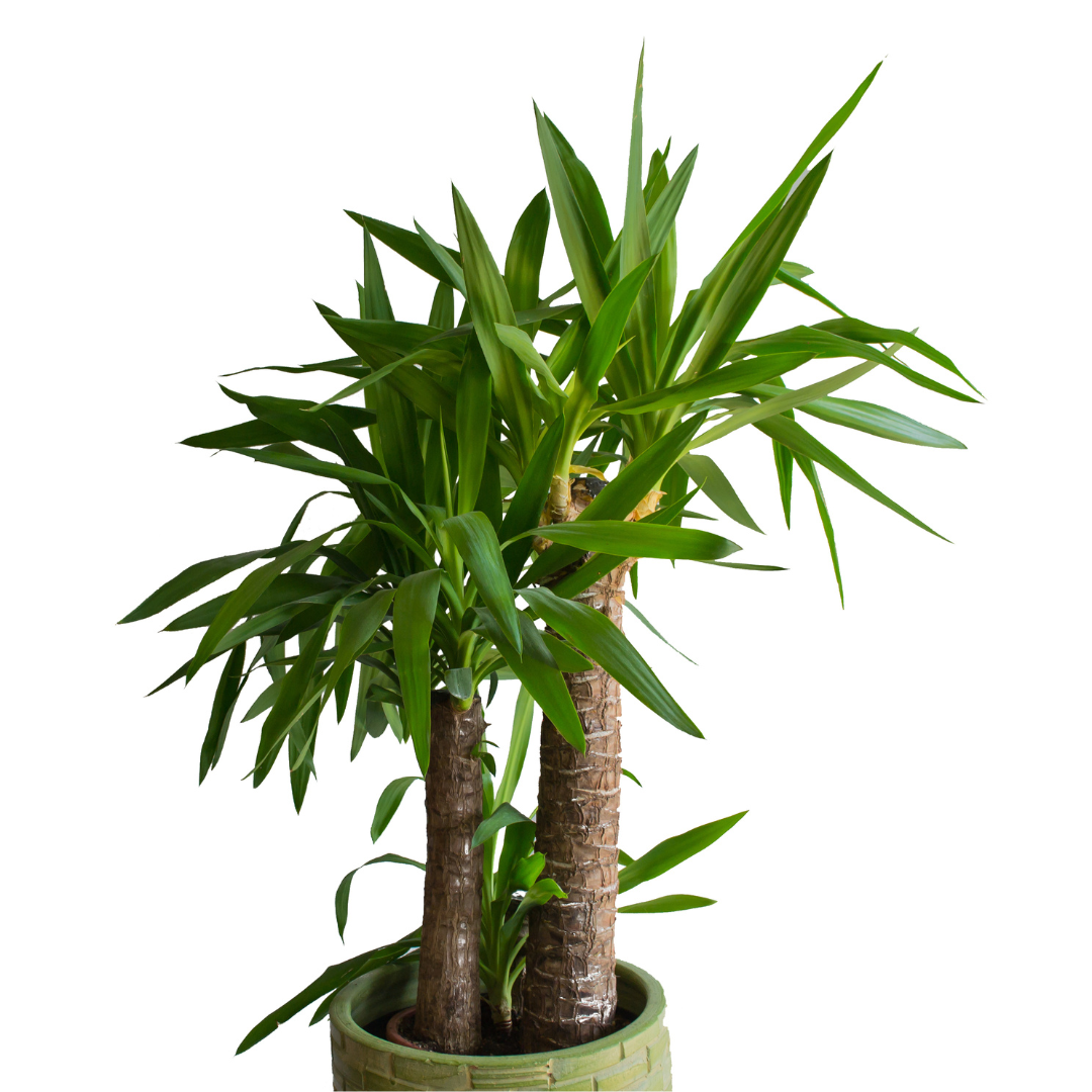 Yucca-verzorging-tips-water-licht
