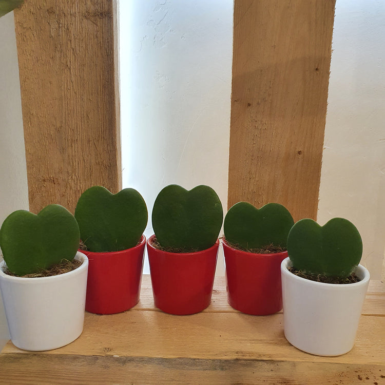 hartjesplantjes-hoya-kerrii-de-plantrekkers