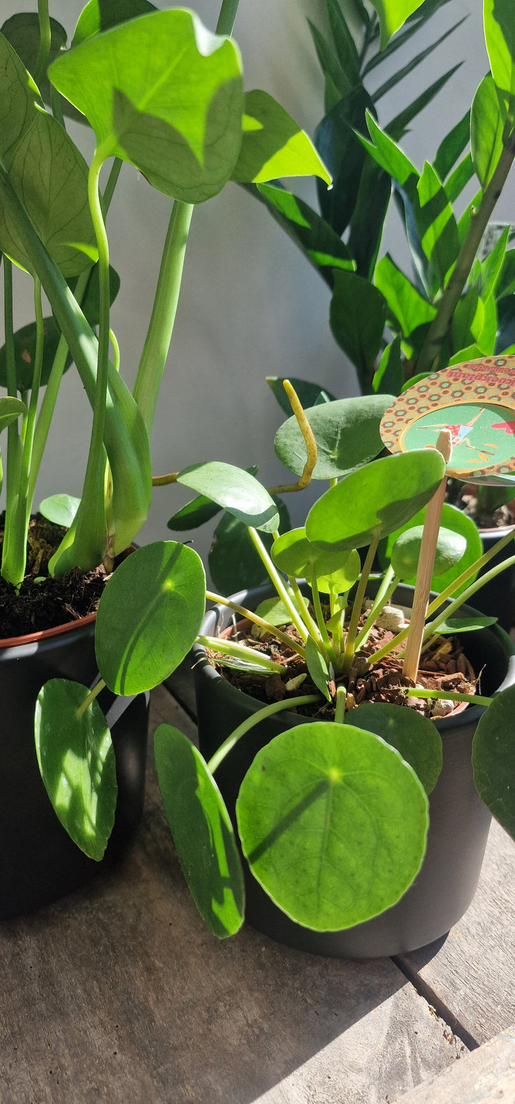 Planten voor op kot