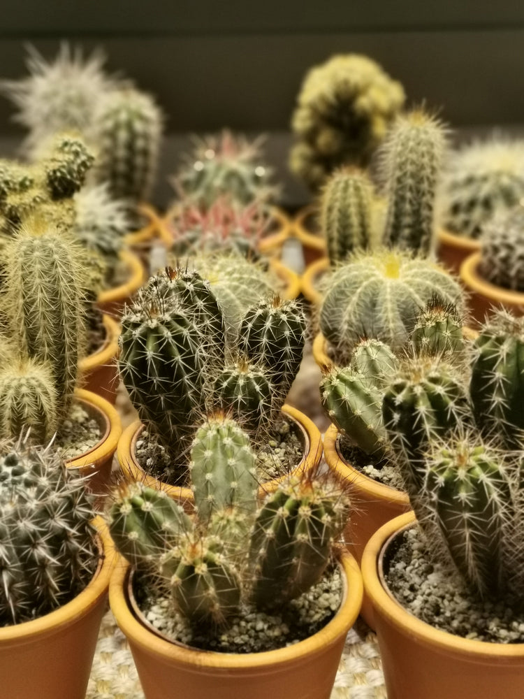 Planten voor in de zon