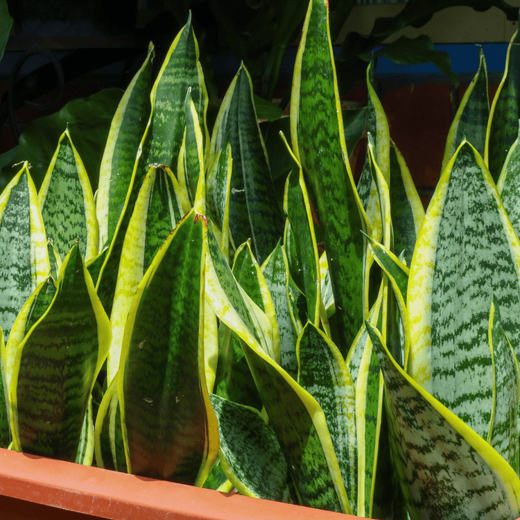 Sansevieria's kopen