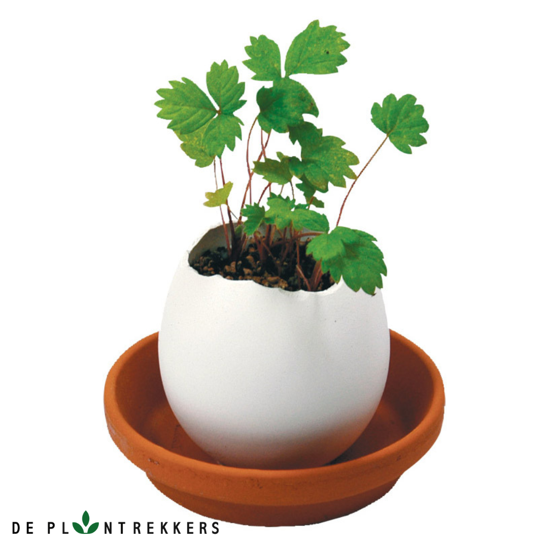 Eggling Wild Strawberry - grow your own strawberries