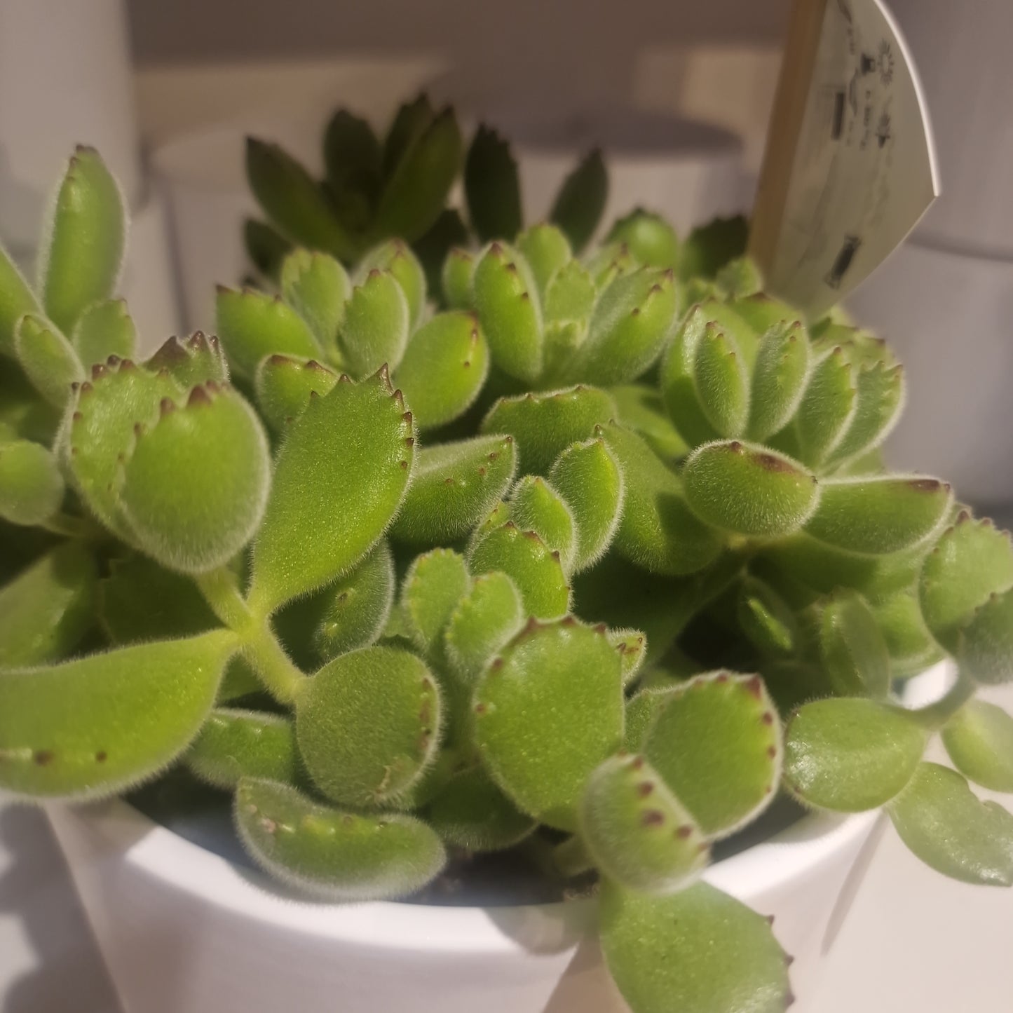 Cotyledon tomentosa (bear's paw)