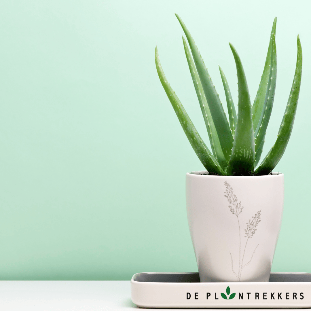 Aloë Vera Plant - De Plantrekkers