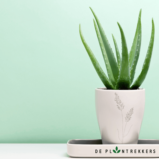 Aloë Vera Plant - De Plantrekkers
