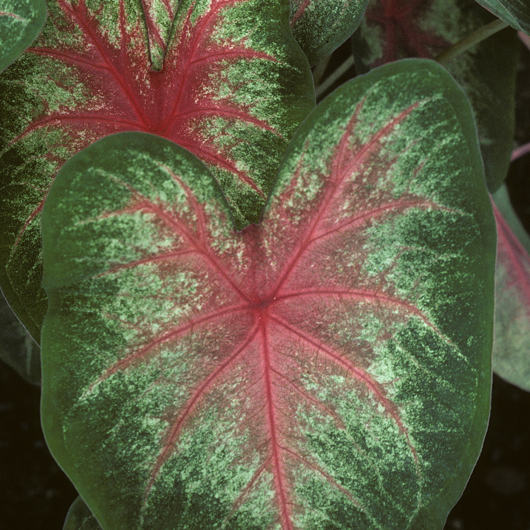 Caladium