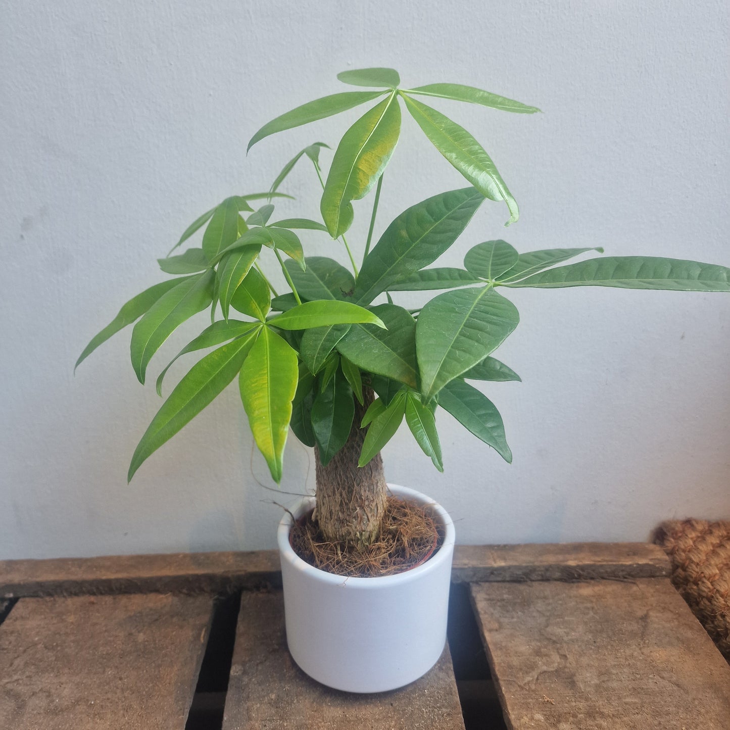 Pachira Aquatica (Money Tree)