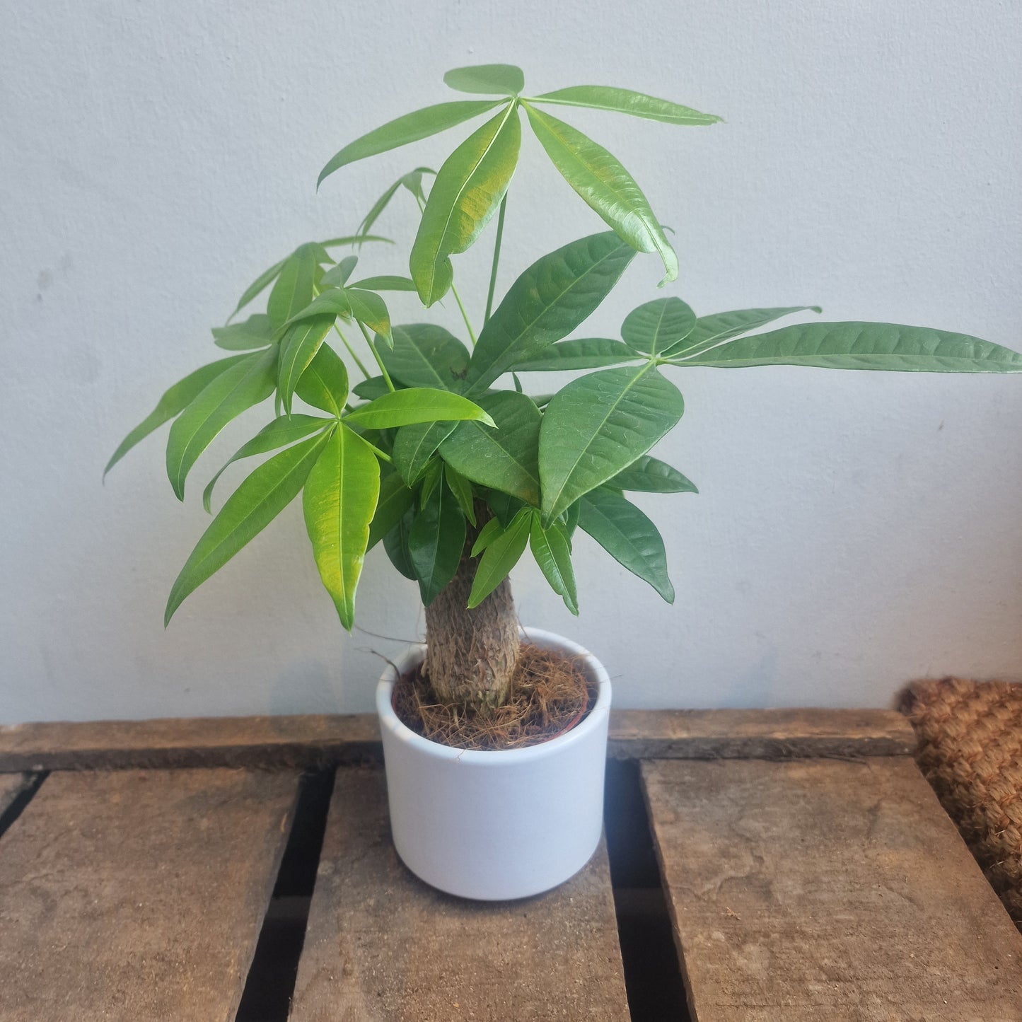 Pachira Aquatica (Money Tree)