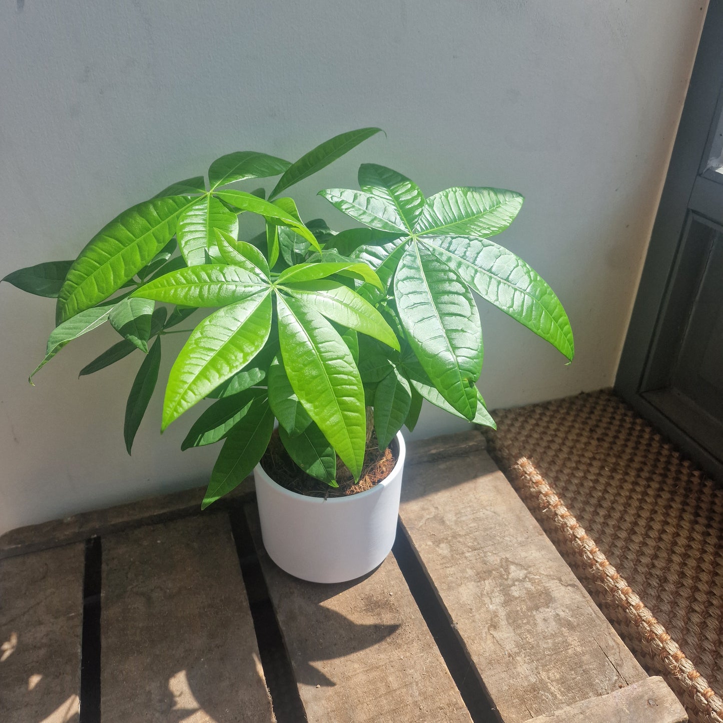 Pachira Aquatica (Money Tree)