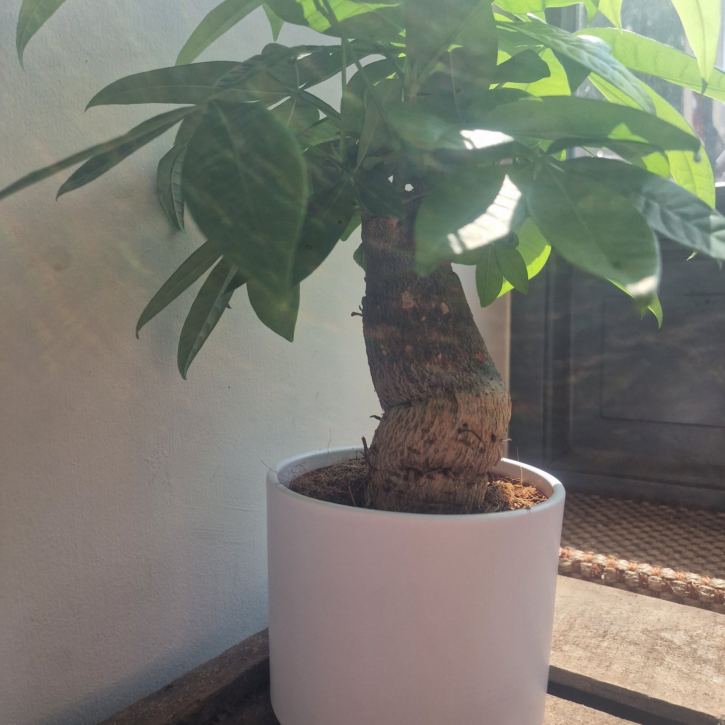 Pachira Aquatica (Money Tree)