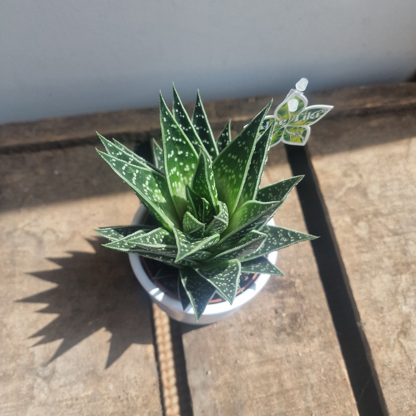 Aloe Tiki Tahi