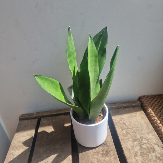 Sansevieria moonshine plant de plantrekkers leuven
