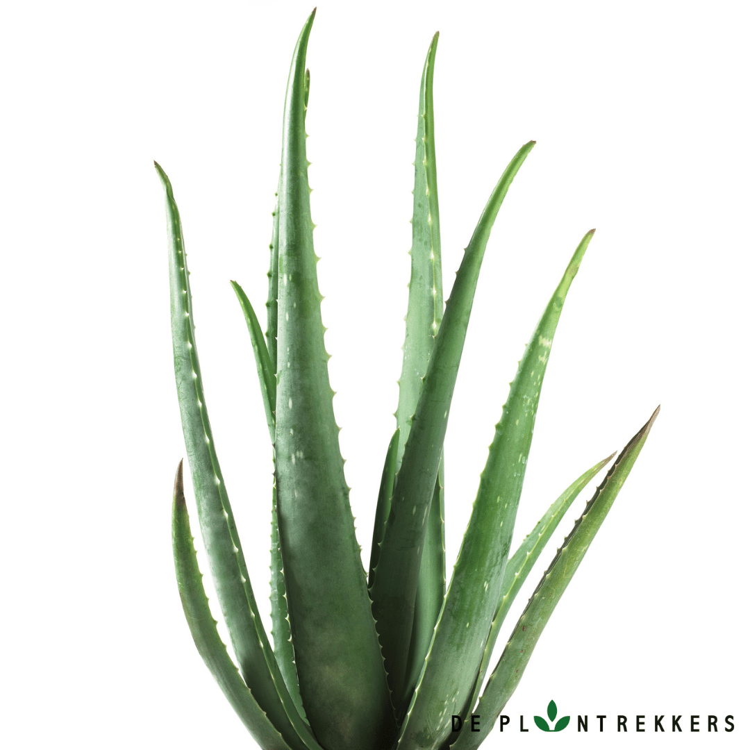 Aloë Vera Plant - De Plantrekkers