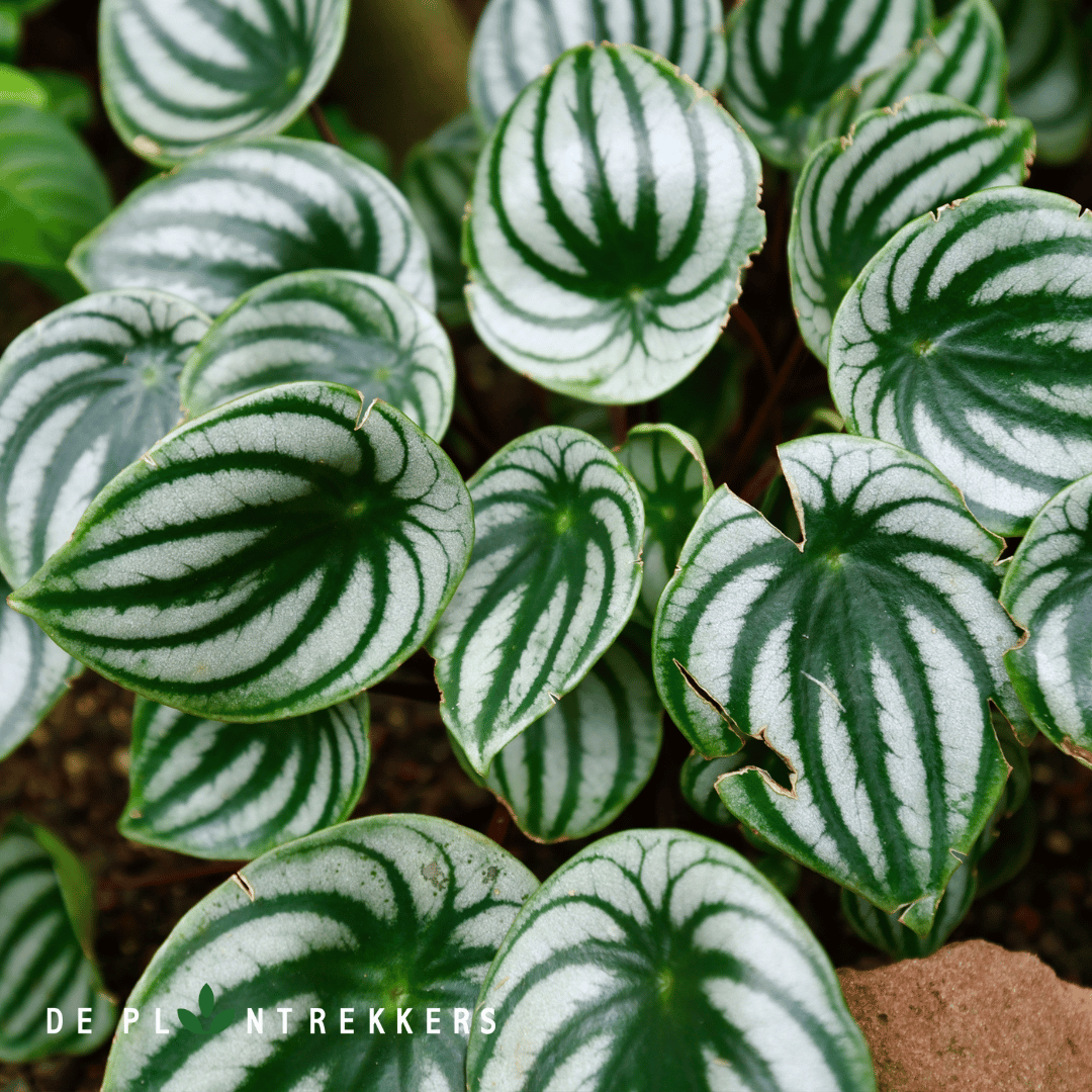 Peperomia Argyreia 'Watermelon'