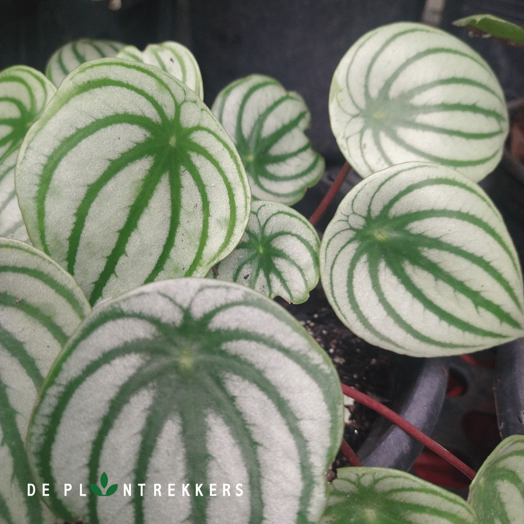Peperomia Argyreia 'Watermelon'