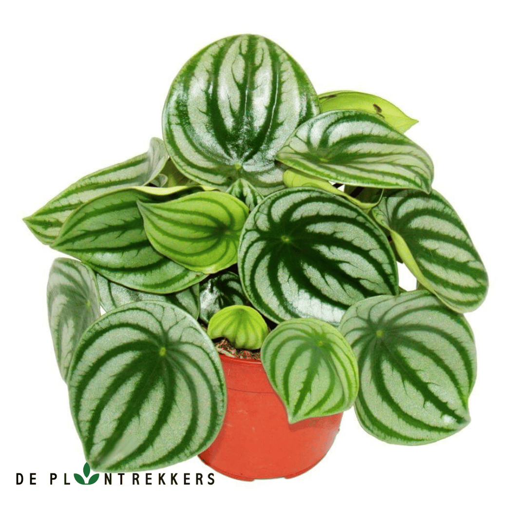 Peperomia Argyreia 'Watermelon'
