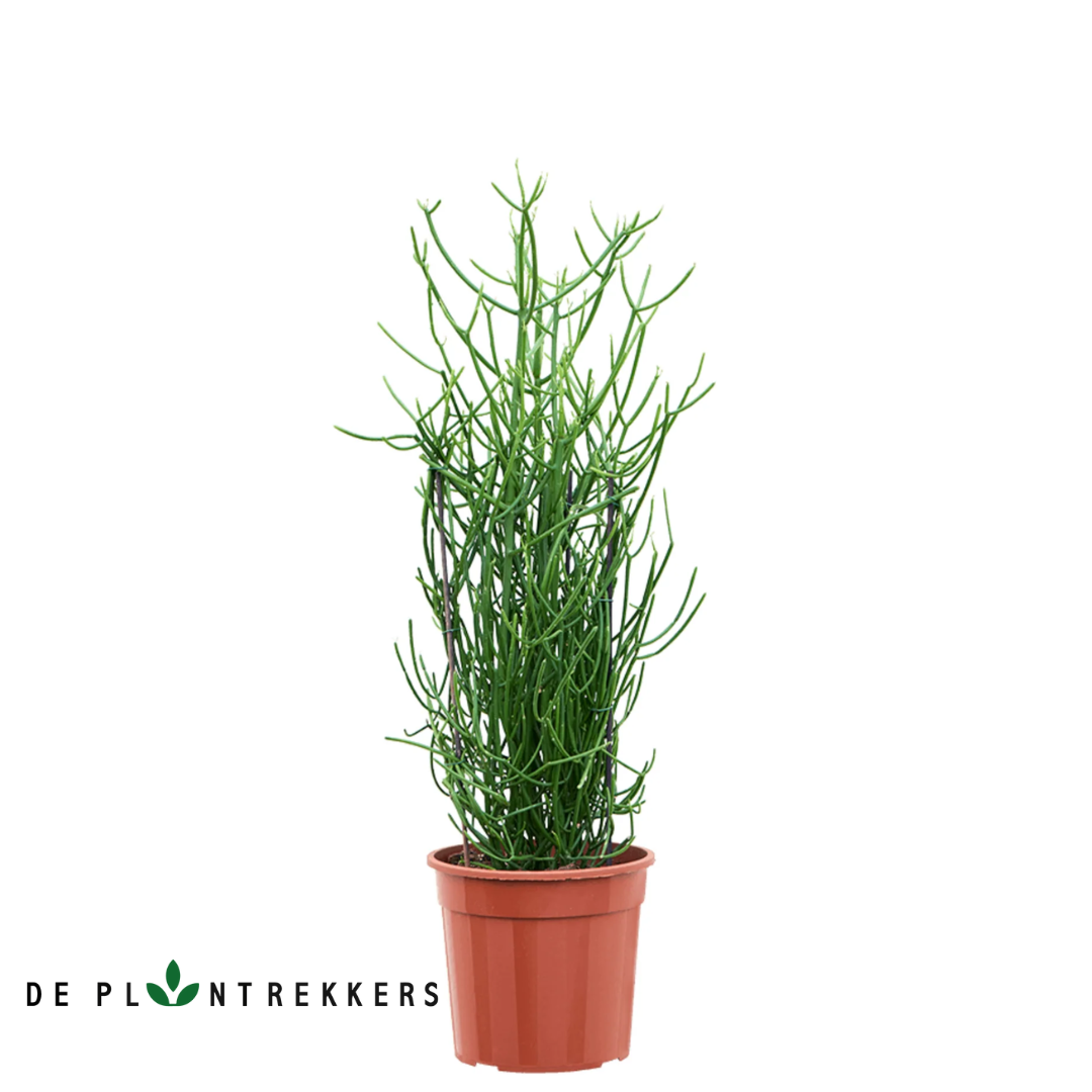 Euphorbia Tirucalli (Potloodplant)