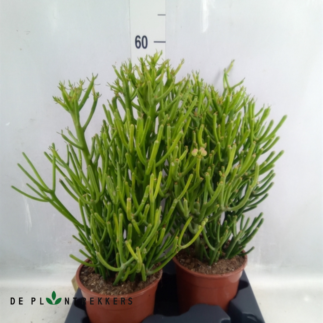 Euphorbia Tirucalli (Potloodplant)