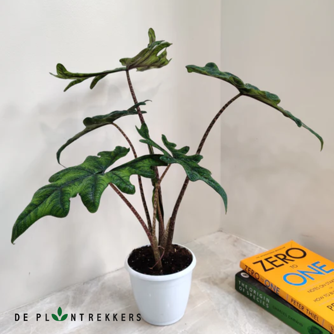 De alocasia jacklyn plant in een bureau setting