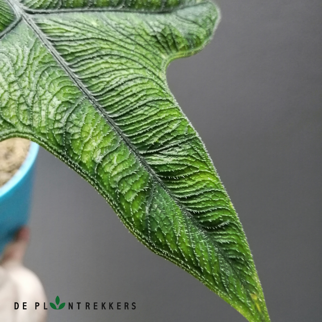 ingezoomde foto op het unieke blad van de alocasia Jacklyn